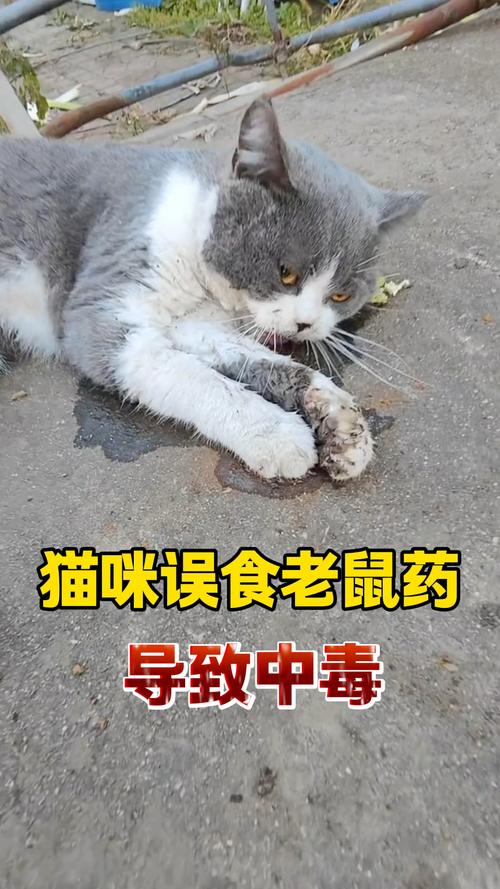 猫咪吃了老鼠药的症状_猫咪吃了老鼠药还能救活吗-第1张图片-后鲨宠物 猫咪吃了老鼠药的症状_猫咪吃了老鼠药还能救活吗-第1张图片-后鲨宠物