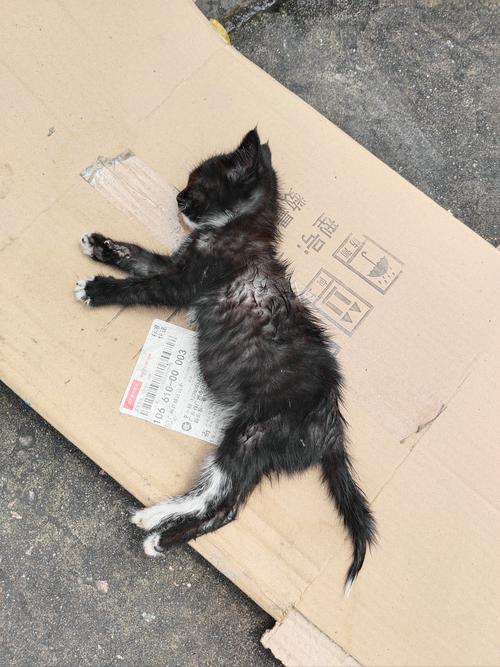 猫咪吃了老鼠药的症状_猫咪吃了老鼠药还能救活吗-第3张图片-后鲨宠物 猫咪吃了老鼠药的症状_猫咪吃了老鼠药还能救活吗-第3张图片-后鲨宠物