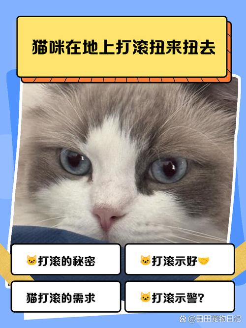 猫咪打滚是什么意思,猫打滚是怎么了?-第2张图片-后鲨宠物 猫咪打滚是什么意思,猫打滚是怎么了?-第2张图片-后鲨宠物