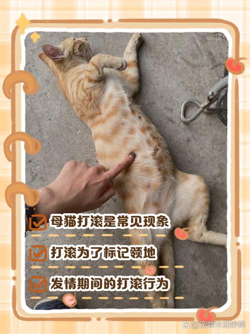 猫咪打滚是什么意思,猫打滚是怎么了?-第3张图片-后鲨宠物 猫咪打滚是什么意思,猫打滚是怎么了?-第3张图片-后鲨宠物