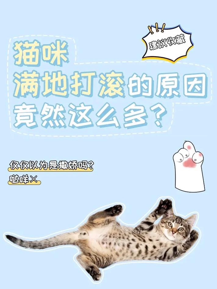 猫咪打滚是什么意思,猫打滚是怎么了?-第6张图片-后鲨宠物 猫咪打滚是什么意思,猫打滚是怎么了?-第6张图片-后鲨宠物