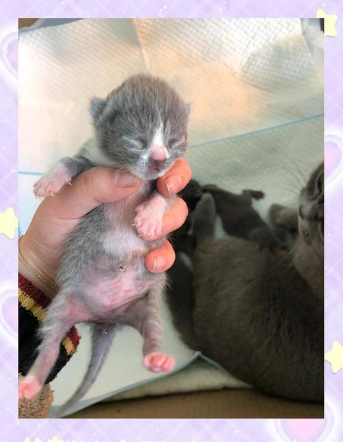 猫咪要晒太阳吗,猫咪要晒太阳吗冬天-第1张图片-后鲨宠物 猫咪要晒太阳吗,猫咪要晒太阳吗冬天-第1张图片-后鲨宠物