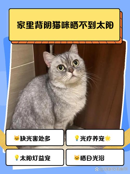 猫咪要晒太阳吗,猫咪要晒太阳吗冬天-第3张图片-后鲨宠物 猫咪要晒太阳吗,猫咪要晒太阳吗冬天-第3张图片-后鲨宠物