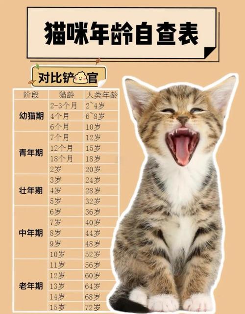 猫咪两岁相当于人几岁，猫咪俩岁相当于人几岁？-第2张图片-后鲨宠物