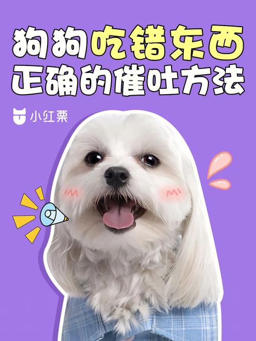 狗狗喝肥皂水多久能吐,狗狗喝肥皂水多久能吐完-第1张图片-后鲨宠物 狗狗喝肥皂水多久能吐,狗狗喝肥皂水多久能吐完-第1张图片-后鲨宠物