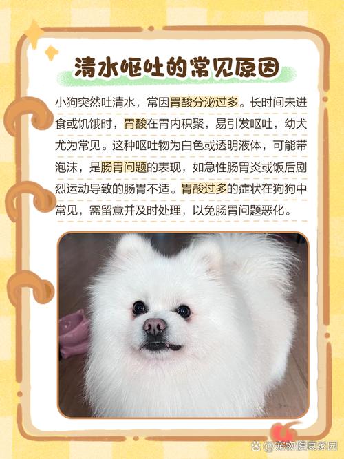 狗狗喝肥皂水多久能吐,狗狗喝肥皂水多久能吐完-第3张图片-后鲨宠物 狗狗喝肥皂水多久能吐,狗狗喝肥皂水多久能吐完-第3张图片-后鲨宠物