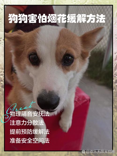 狗狗害怕发抖怎么办,狗狗害怕哆嗦怎么办-第2张图片-后鲨宠物 狗狗害怕发抖怎么办,狗狗害怕哆嗦怎么办-第2张图片-后鲨宠物