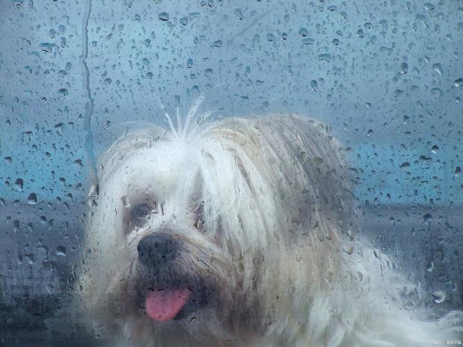 狗狗害怕发抖怎么办,狗狗害怕哆嗦怎么办-第5张图片-后鲨宠物 狗狗害怕发抖怎么办,狗狗害怕哆嗦怎么办-第5张图片-后鲨宠物