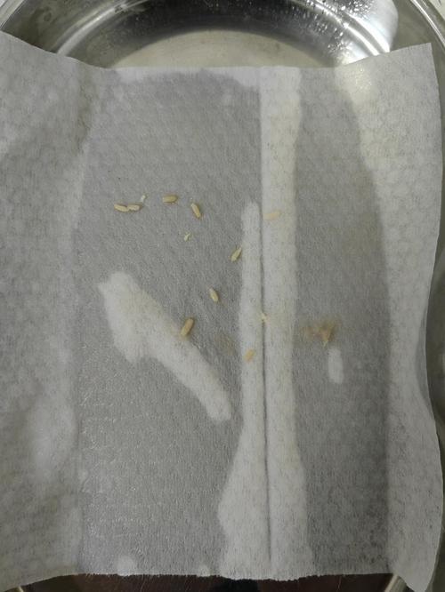 猫咪拉屎有虫子怎么办,猫拉粑粑有虫子怎么办?-第1张图片-后鲨宠物 猫咪拉屎有虫子怎么办,猫拉粑粑有虫子怎么办?-第1张图片-后鲨宠物