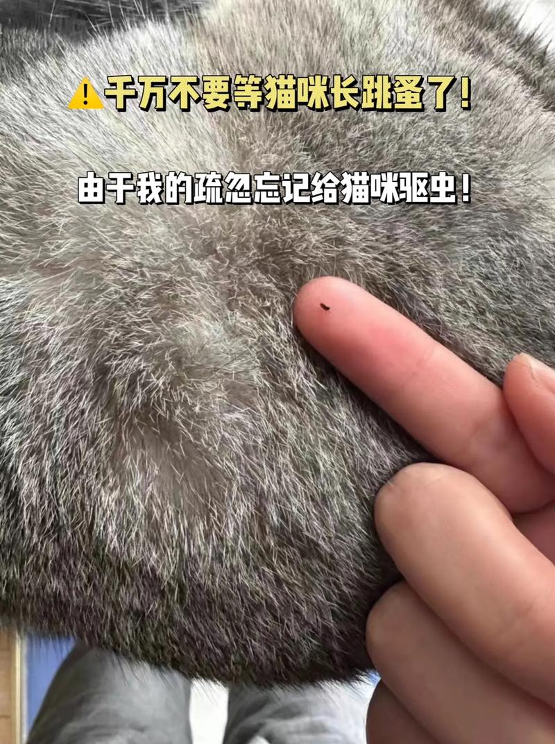 猫咪拉屎有虫子怎么办,猫拉粑粑有虫子怎么办?-第2张图片-后鲨宠物 猫咪拉屎有虫子怎么办,猫拉粑粑有虫子怎么办?-第2张图片-后鲨宠物