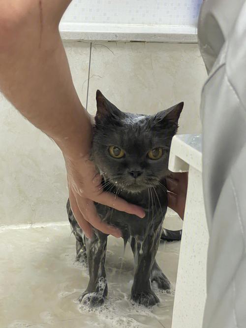 猫咪需要洗澡吗_猫咪洗澡多久洗一次比较好-第6张图片-后鲨宠物 猫咪需要洗澡吗_猫咪洗澡多久洗一次比较好-第6张图片-后鲨宠物