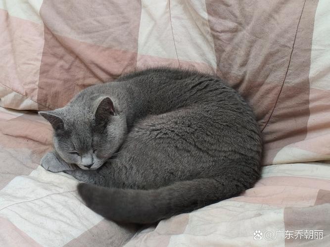 猫咪可以独自在家几天,猫咪独自在家几天主人回来后性情大变-第1张图片-后鲨宠物 猫咪可以独自在家几天,猫咪独自在家几天主人回来后性情大变-第1张图片-后鲨宠物