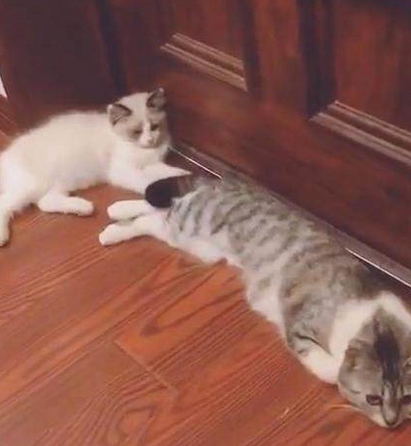 猫咪可以独自在家几天,猫咪独自在家几天主人回来后性情大变-第2张图片-后鲨宠物 猫咪可以独自在家几天,猫咪独自在家几天主人回来后性情大变-第2张图片-后鲨宠物