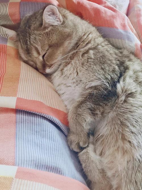 猫咪可以独自在家几天,猫咪独自在家几天主人回来后性情大变-第3张图片-后鲨宠物 猫咪可以独自在家几天,猫咪独自在家几天主人回来后性情大变-第3张图片-后鲨宠物