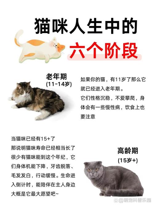 猫咪可以独自在家几天,猫咪独自在家几天主人回来后性情大变-第4张图片-后鲨宠物 猫咪可以独自在家几天,猫咪独自在家几天主人回来后性情大变-第4张图片-后鲨宠物