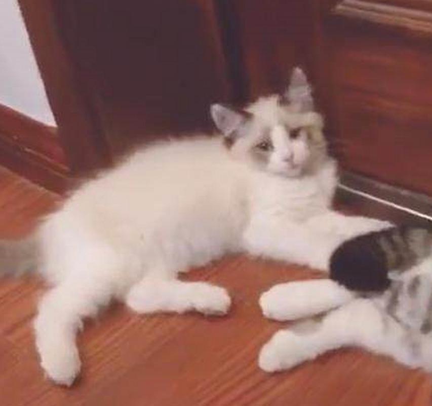 猫咪可以独自在家几天,猫咪独自在家几天主人回来后性情大变-第5张图片-后鲨宠物 猫咪可以独自在家几天,猫咪独自在家几天主人回来后性情大变-第5张图片-后鲨宠物