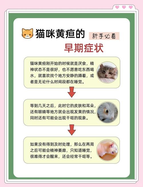 猫咪胆囊炎有哪些症状_猫咪胆囊炎有哪些症状图片-第2张图片-后鲨宠物 猫咪胆囊炎有哪些症状_猫咪胆囊炎有哪些症状图片-第2张图片-后鲨宠物