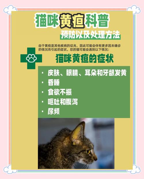 猫咪胆囊炎有哪些症状_猫咪胆囊炎有哪些症状图片-第3张图片-后鲨宠物 猫咪胆囊炎有哪些症状_猫咪胆囊炎有哪些症状图片-第3张图片-后鲨宠物