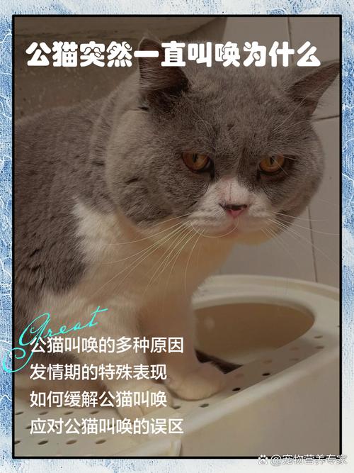 猫咪为啥一直叫,猫咪在家一直叫怎么回事-第2张图片-后鲨宠物 猫咪为啥一直叫,猫咪在家一直叫怎么回事-第2张图片-后鲨宠物