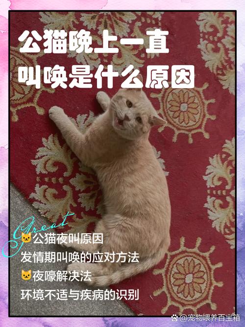 猫咪为啥一直叫,猫咪在家一直叫怎么回事-第3张图片-后鲨宠物 猫咪为啥一直叫,猫咪在家一直叫怎么回事-第3张图片-后鲨宠物