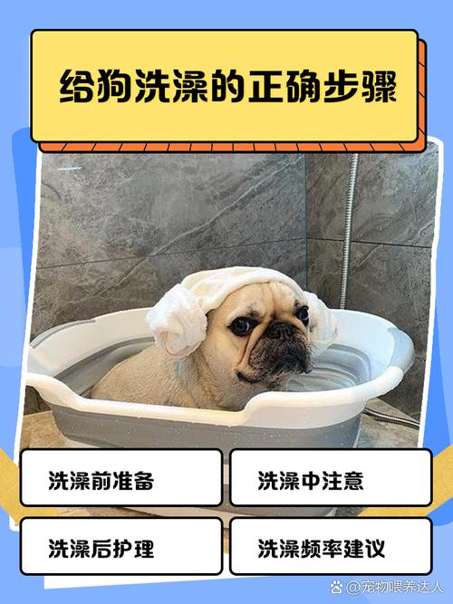 宠物店怎么给狗狗洗澡_宠物店怎么给狗狗洗澡的-第2张图片-后鲨宠物