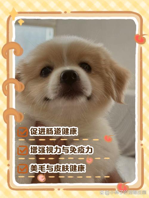 狗狗可以吃胡萝卜么_宠物狗狗可以吃胡萝卜吗-第5张图片-后鲨宠物 狗狗可以吃胡萝卜么_宠物狗狗可以吃胡萝卜吗-第5张图片-后鲨宠物