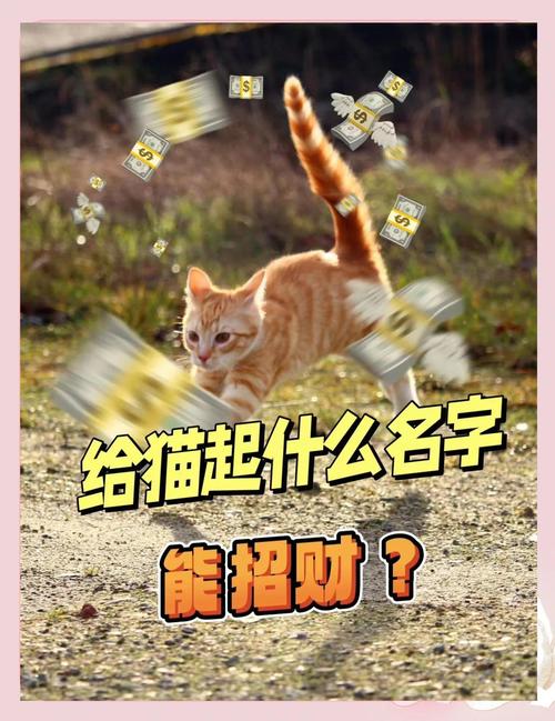 猫咪的名字独特一点,猫咪的名字独特一点公猫?-第3张图片-后鲨宠物 猫咪的名字独特一点,猫咪的名字独特一点公猫?-第3张图片-后鲨宠物