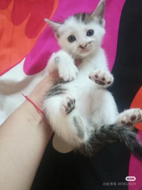 猫咪几个月能长大_猫咪几个月长大一岁-第2张图片-后鲨宠物 猫咪几个月能长大_猫咪几个月长大一岁-第2张图片-后鲨宠物