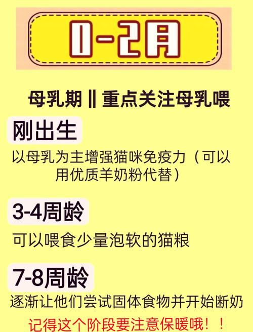 猫咪几个月能长大_猫咪几个月长大一岁-第3张图片-后鲨宠物 猫咪几个月能长大_猫咪几个月长大一岁-第3张图片-后鲨宠物