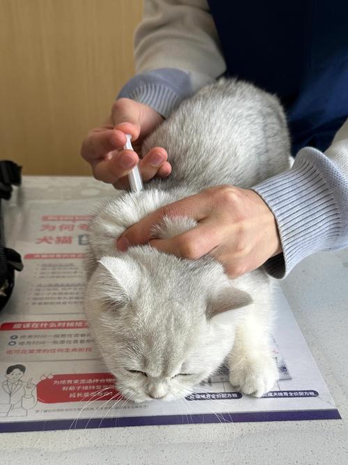 猫咪疫苗打几针,猫咪疫苗打几针可以洗澡-第3张图片-后鲨宠物 猫咪疫苗打几针,猫咪疫苗打几针可以洗澡-第3张图片-后鲨宠物