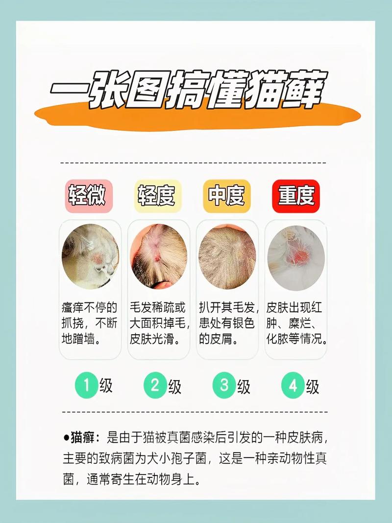 猫咪有猫藓可以驱虫吗_猫有猫藓的时候可以驱虫吗-第4张图片-后鲨宠物 猫咪有猫藓可以驱虫吗_猫有猫藓的时候可以驱虫吗-第4张图片-后鲨宠物