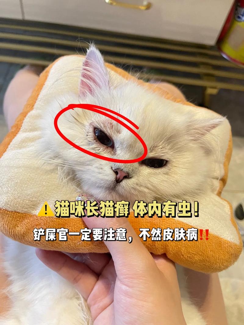 猫咪有猫藓可以驱虫吗_猫有猫藓的时候可以驱虫吗-第5张图片-后鲨宠物 猫咪有猫藓可以驱虫吗_猫有猫藓的时候可以驱虫吗-第5张图片-后鲨宠物