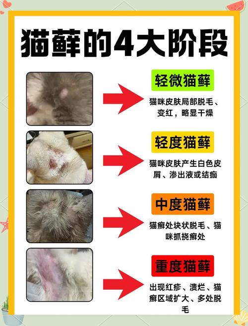 猫咪有猫藓可以驱虫吗_猫有猫藓的时候可以驱虫吗-第6张图片-后鲨宠物 猫咪有猫藓可以驱虫吗_猫有猫藓的时候可以驱虫吗-第6张图片-后鲨宠物