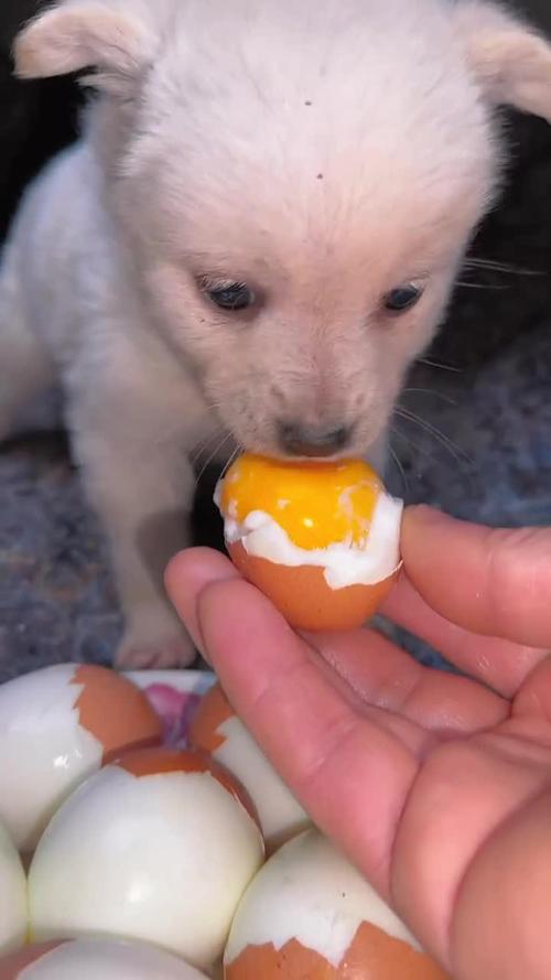 狗狗吃生鸡蛋好不好,狗狗吃生鸡蛋好不好?-第1张图片-后鲨宠物 狗狗吃生鸡蛋好不好,狗狗吃生鸡蛋好不好?-第1张图片-后鲨宠物
