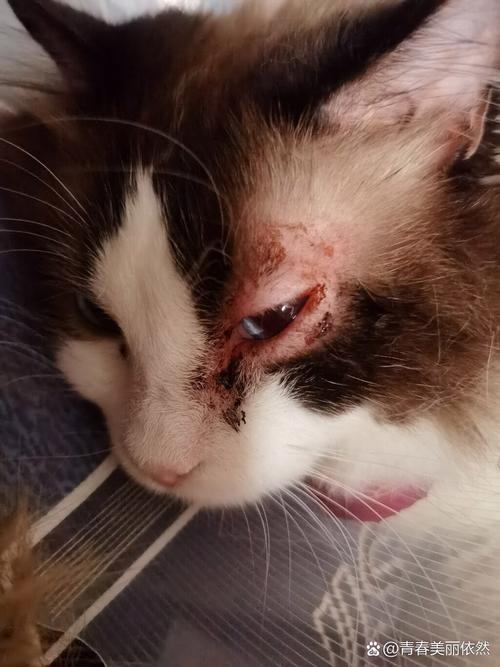  猫咪眼皮上掉毛怎么办，猫咪眼皮上掉毛怎么办啊-第2张图片-后鲨宠物