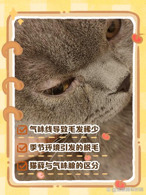  猫咪眼皮上掉毛怎么办，猫咪眼皮上掉毛怎么办啊-第4张图片-后鲨宠物