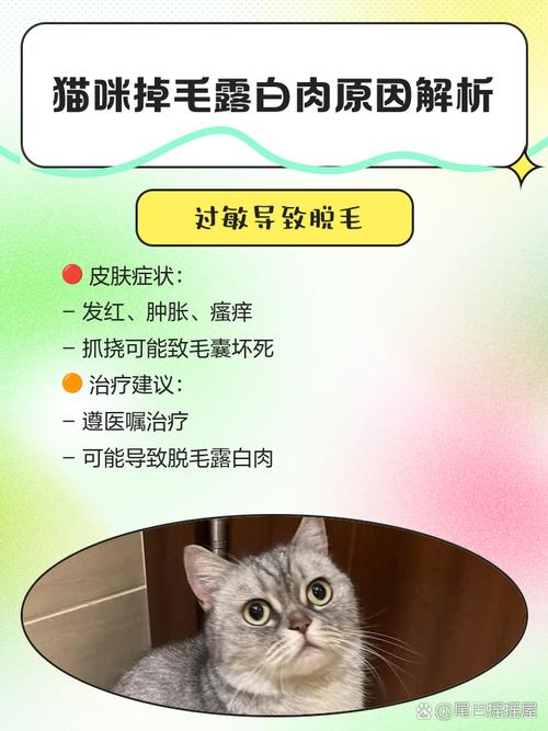  猫咪眼皮上掉毛怎么办，猫咪眼皮上掉毛怎么办啊-第5张图片-后鲨宠物