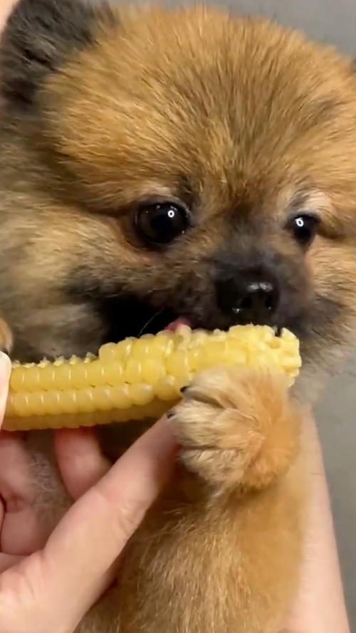 狗狗可以吃煮玉米吗,宠物狗可以吃煮玉米吗?-第1张图片-后鲨宠物 狗狗可以吃煮玉米吗,宠物狗可以吃煮玉米吗?-第1张图片-后鲨宠物