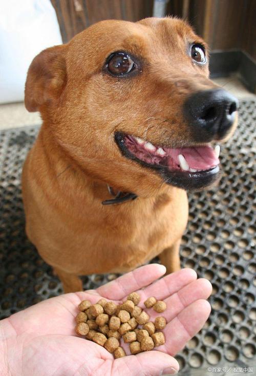 狗狗可以吃煮玉米吗,宠物狗可以吃煮玉米吗?-第4张图片-后鲨宠物 狗狗可以吃煮玉米吗,宠物狗可以吃煮玉米吗?-第4张图片-后鲨宠物