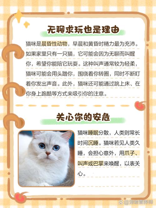 猫咪早上一直叫怎么办_猫咪早上一直叫怎么办啊-第1张图片-后鲨宠物 猫咪早上一直叫怎么办_猫咪早上一直叫怎么办啊-第1张图片-后鲨宠物