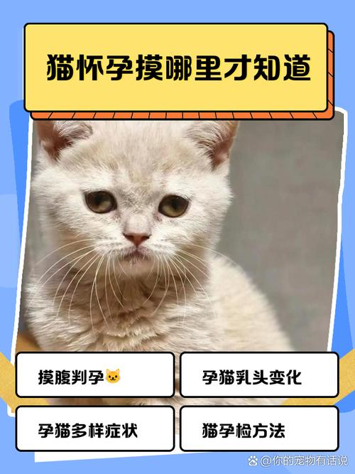 怎样判断猫咪是否怀孕_怎么确定猫咪是否怀孕-第1张图片-后鲨宠物 怎样判断猫咪是否怀孕_怎么确定猫咪是否怀孕-第1张图片-后鲨宠物