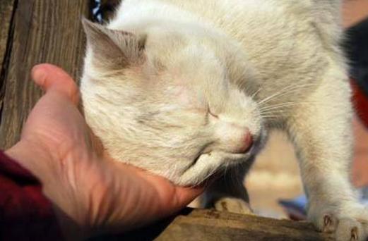 猫咪老用后脚挠脖子,猫咪拿脚挠脖子?-第1张图片-后鲨宠物 猫咪老用后脚挠脖子,猫咪拿脚挠脖子?-第1张图片-后鲨宠物