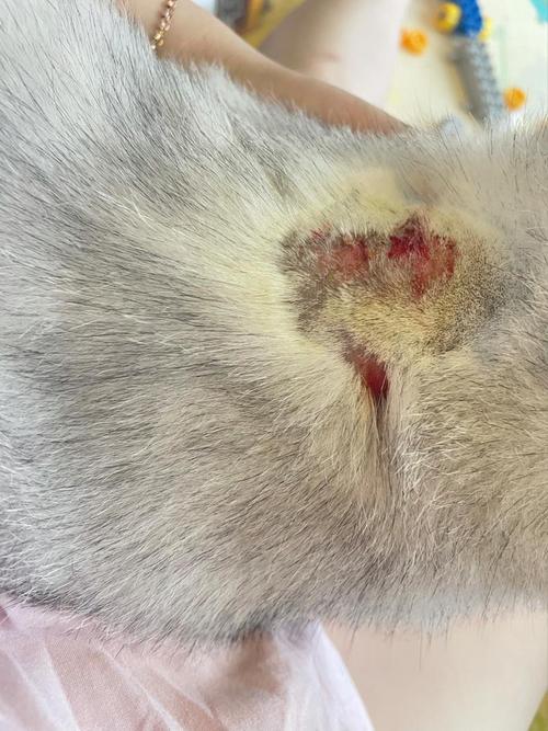 猫咪老用后脚挠脖子,猫咪拿脚挠脖子?-第2张图片-后鲨宠物 猫咪老用后脚挠脖子,猫咪拿脚挠脖子?-第2张图片-后鲨宠物