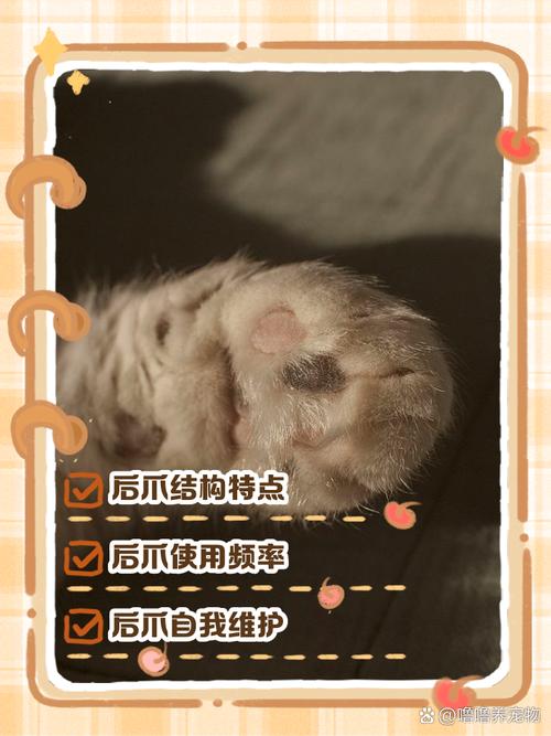 猫咪老用后脚挠脖子,猫咪拿脚挠脖子?-第3张图片-后鲨宠物 猫咪老用后脚挠脖子,猫咪拿脚挠脖子?-第3张图片-后鲨宠物