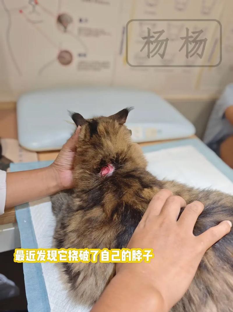 猫咪老用后脚挠脖子,猫咪拿脚挠脖子?-第4张图片-后鲨宠物 猫咪老用后脚挠脖子,猫咪拿脚挠脖子?-第4张图片-后鲨宠物