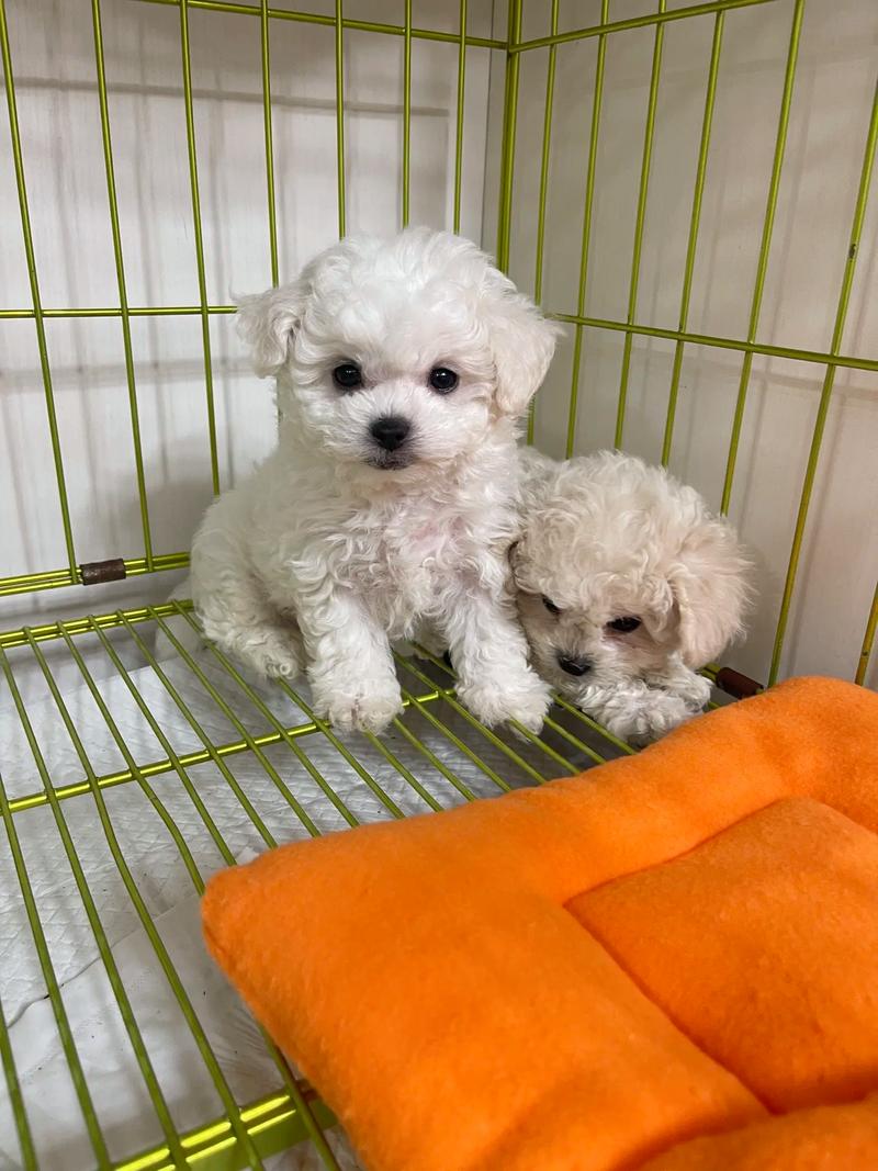  怎么判断狗狗能长多大，怎么判断狗狗能长多大个头