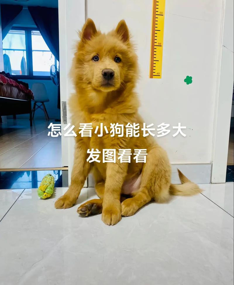  怎么判断狗狗能长多大，怎么判断狗狗能长多大个头-第2张图片-后鲨宠物