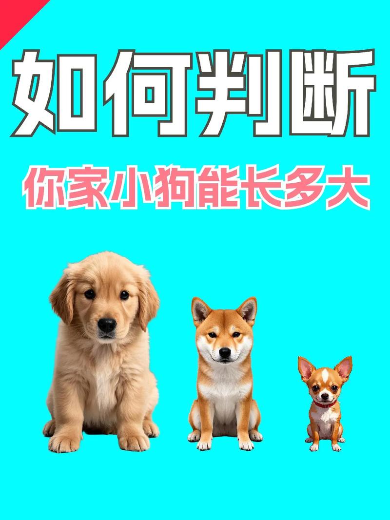  怎么判断狗狗能长多大，怎么判断狗狗能长多大个头-第3张图片-后鲨宠物