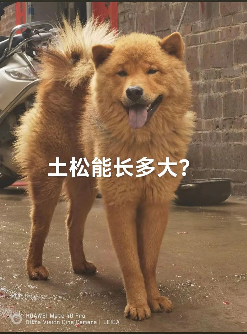  怎么判断狗狗能长多大，怎么判断狗狗能长多大个头-第4张图片-后鲨宠物