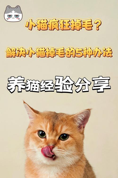 怎样防止猫咪掉毛，如何有效防止猫咪掉毛？-第2张图片-后鲨宠物
